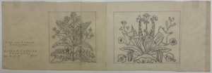 Preview image of work. graphite on tracing paper,  untitled (two floral sketches) 14644